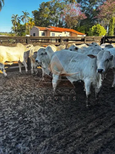 Fazenda - Prata - Zona Rural