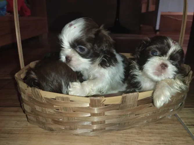 Filhotes de shih tzu fêmeas