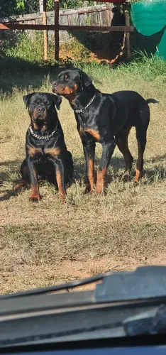 Filhotes de rottweiler
