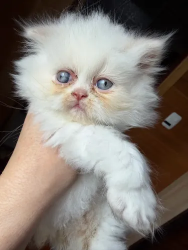 Gato persa macho