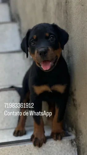 Rottweiler