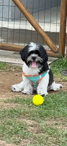 Lhasa apso macho para cruzar