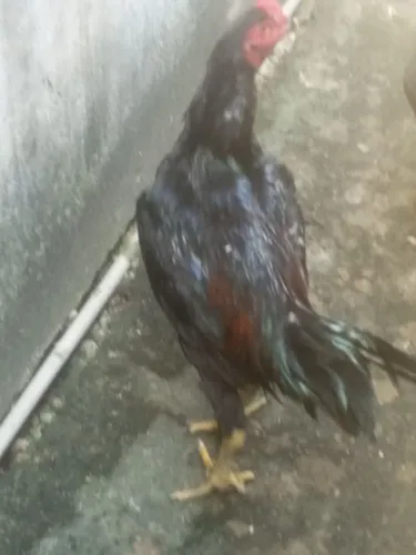 Galo