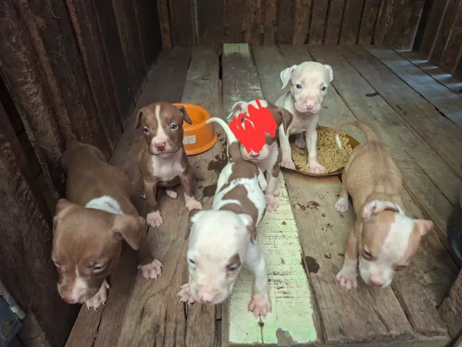 Filhote pitbull