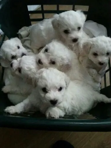 Poodle cao amigavel