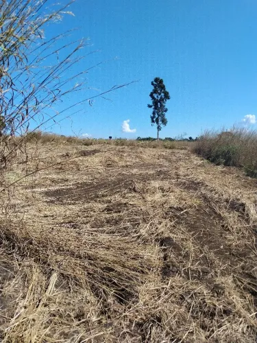 Terreno para arrendamento para Hortifruti