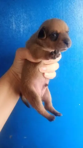 Bebê lindos