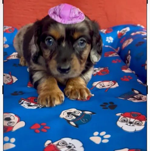 Dachshund Arlequim | Alerta de fofura | Chama no WhatsApp 