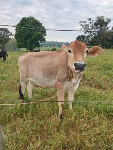 Novilha inseminada 3.000