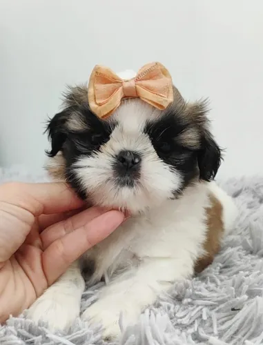 Impossível resistir a tanta fofura | Shih tzu