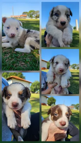 Border Collie
