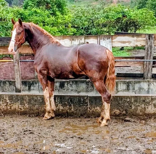 Vende-se mangalarga paulista, com registro.