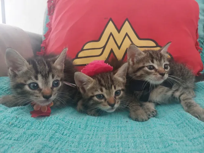 Gatinhos fofinhos p doação ^^