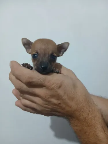 Pinscher zero machinho 