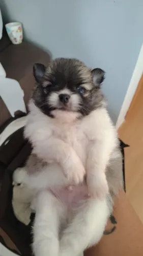 Spitz alemão anão maxho