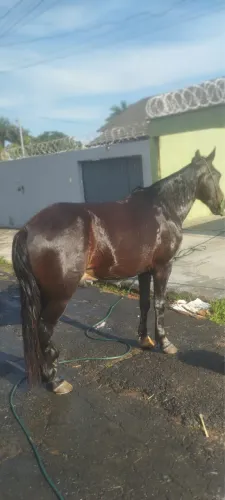 Cavalo marcha picada