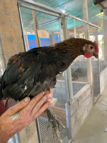Galinha Marans - casal