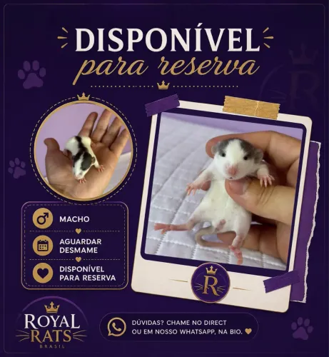 Rato Doméstico Twister