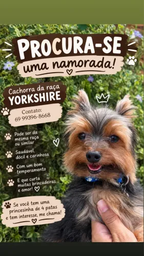 Procura-se namorada Yorkshire 