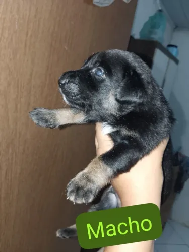 Doação de cachorro