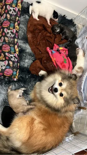 Vendo filhotes de Lulu da pomeranea ou ninhada fechada 