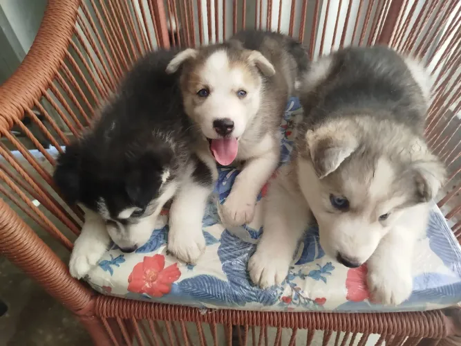 Husky siberiano filhotes lindos saudáveis, companheiro amigo , você pode ter um lindo bb.