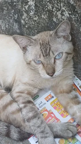 Gato Siamês (MACHO) disponível para adoção 