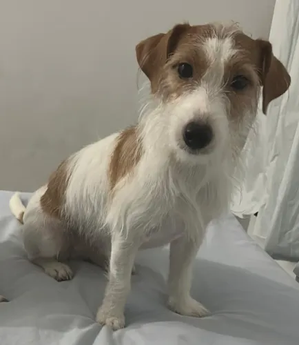 Procura Jack Russel macho
