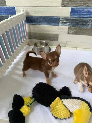 Chihuahua pelo curto macho com pedigree CBKC