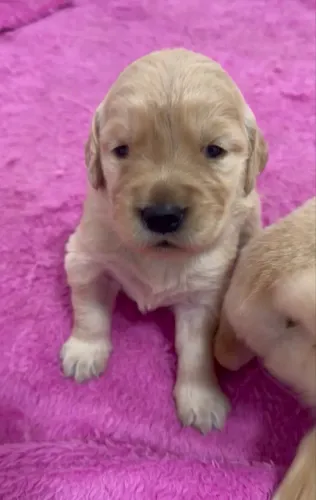 Golden Retriever - Filhotes Disponíveis para Reserva ?
