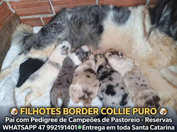Filhotes de border collie Puros