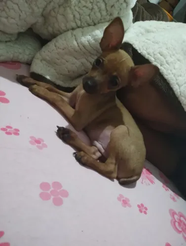 Cachorro pinscher macho