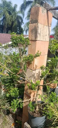 Planta buchinho 