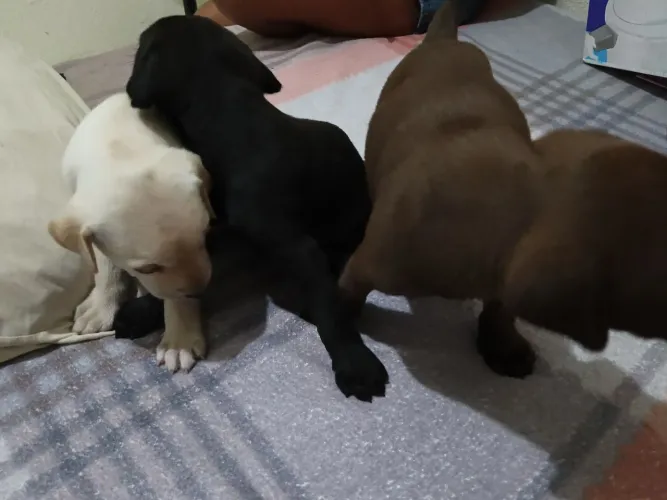 Cachorro labrador