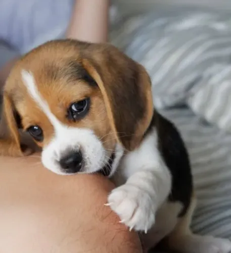 BEAGLE Seu novo parceiro de brincadeiras chegou.
