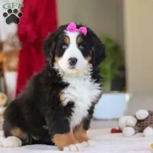 Bernese Macho/Fêmea - Disponível Hoje