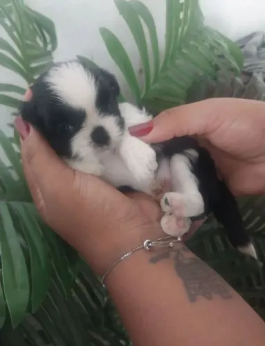 Filhotes Shitzu Micro Ótimo Companheiro Muito Dócil