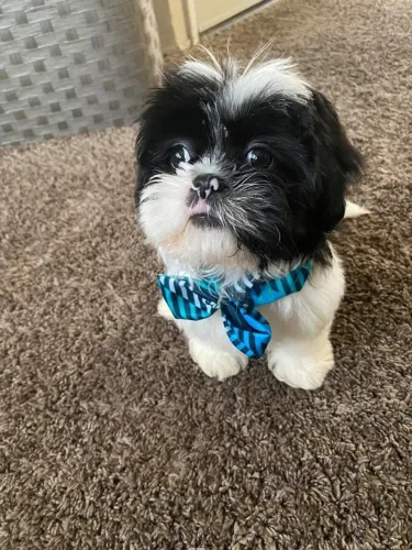 Shih Tzu Um pet que conquista com um único olhar