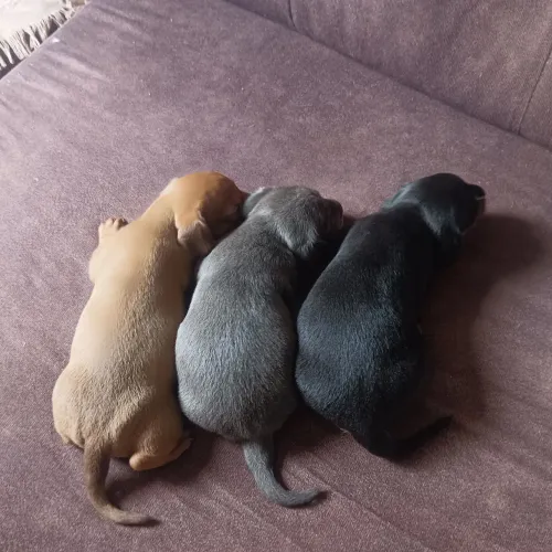 Daschund "salsicha