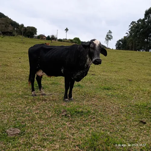 Vaca de leite