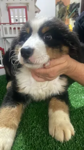 Berneses filhotes lindos 