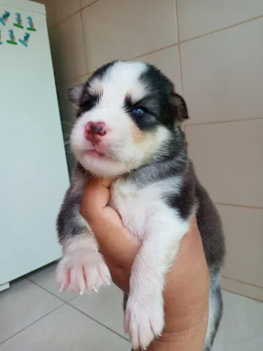 Filhote de husky siberiano 