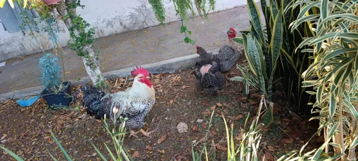 4 Aves - GALO + 3 GALINHAS