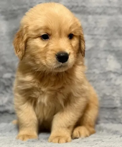 O Companheiro Ideal Filhote de Golden Retriever Para Seu Lar
