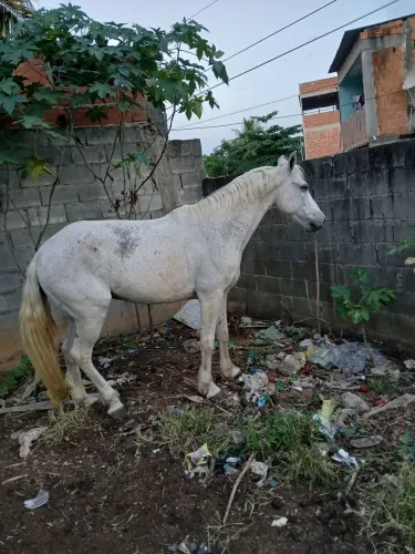 Cavalo vendo ou troco 