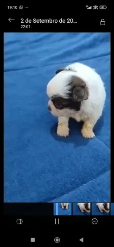 CHIHUAHUA fêmea pêlo longo chocolate e branco
