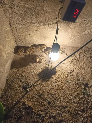 Filhote codorna 2,50 R$