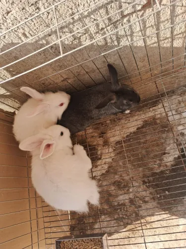 Coelhos