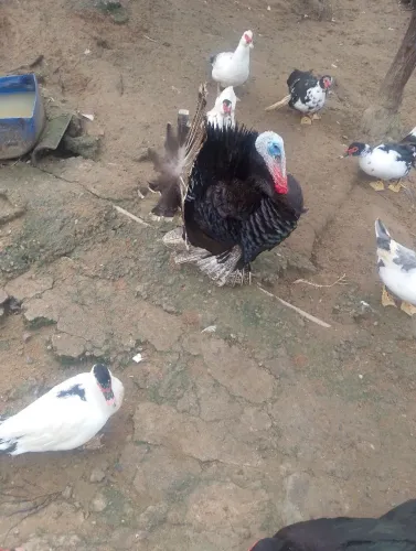 Patas e perú 