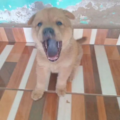 Cachorro chow chow